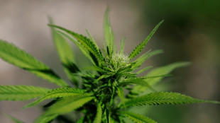 Illegale Cannabisplantage in leerstehendem Gasthof in Sachsen-Anhalt entdeckt