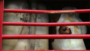 Animal welfare transport law deadlocked in EU