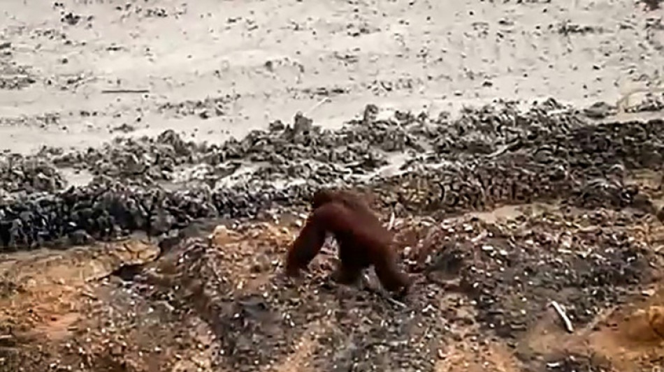 Un orangután perdido en una mina de carbón ilustra la deforestación en en Indonesia