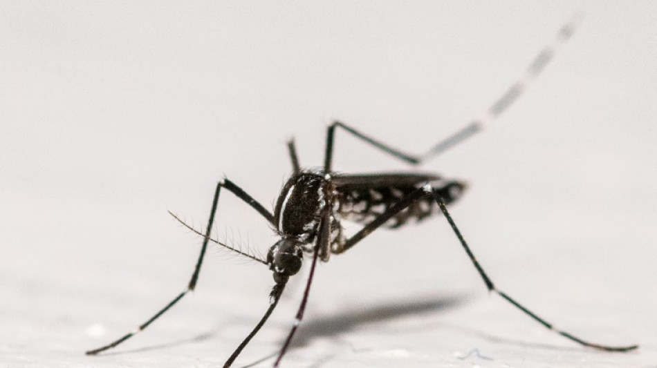 Chikungunya: l'ascension des cas autochtones continue dans l'Hexagone