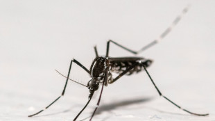 Chikungunya: l'ascension des cas autochtones continue dans l'Hexagone