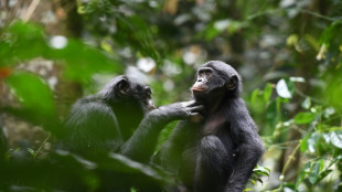 O riso deixa os bonobos mais otimistas
