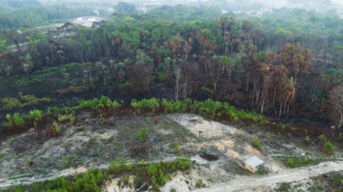 Área incendiada no Brasil em 2024 foi 62% maior que a média de quatro décadas