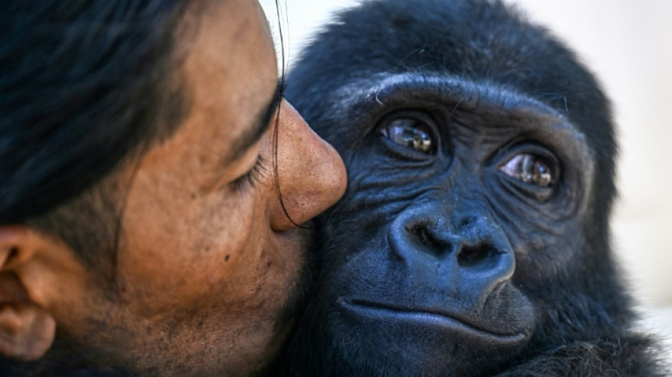 Rescued baby gorilla to stay in Istanbul after DNA test