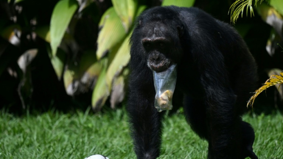 Yoko, o chimpanzé solitário da Colômbia que se reencontra com sua espécie no Brasil