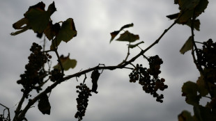 Withering vines: California grape farmers abandon fields as local wine struggles